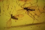 Detailed Fossil Flies (Diptera) In Baltic Amber #81805-2